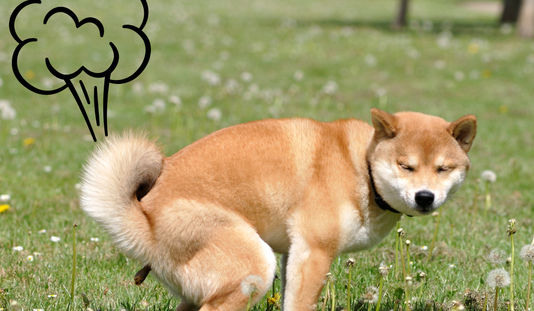 Dog pooping hot sale png